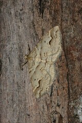 Syneora fractata