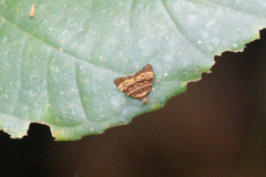 Choreutis limonias