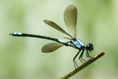 Diphlebia euphoeoides