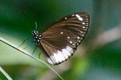 Euploea darchia