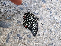 Hestina assimilis assimilis
