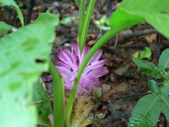Curcuma