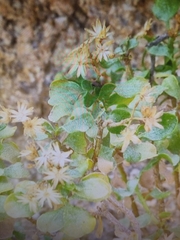 Ericameria cuneata