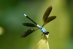 Diphlebia euphoeoides