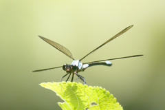 Diphlebia euphoeoides