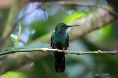Chalybura urochrysia