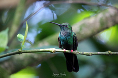 Chalybura urochrysia