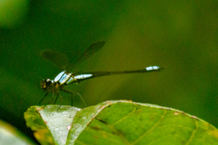 Diphlebia euphoeoides