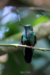 Chalybura urochrysia