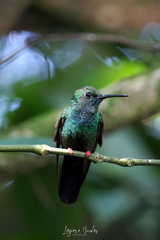Chalybura urochrysia