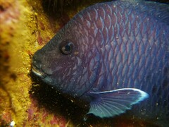 Microspathodon dorsalis