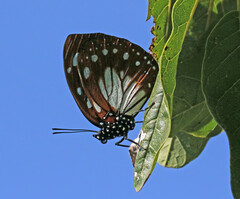 Charaxes wakefieldi