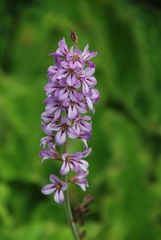 Francoa appendiculata