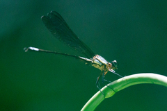 Diphlebia euphoeoides