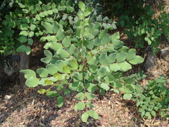Ceratonia siliqua