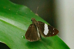 Notocrypta waigensis