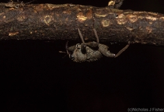Onidistus araneus