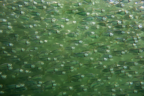Atlantic menhaden (Brevoortia tyrannus) — Clupeidae — 4