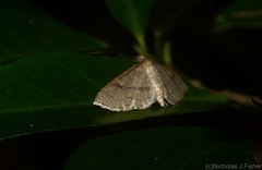 Addaea subtessellata