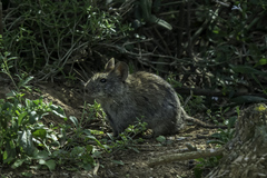 Otomyini