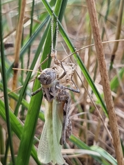 Oedaleus infernalis