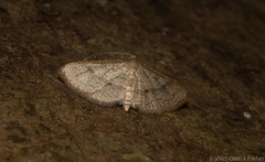 Addaea subtessellata