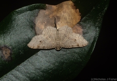Minoa euthecta