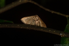 Addaea subtessellata