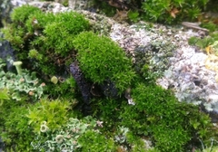 Ceratodon