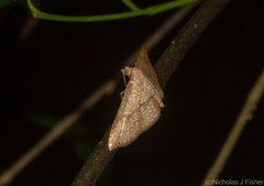 Addaea subtessellata