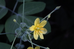 Gymnospermium kiangnanensis