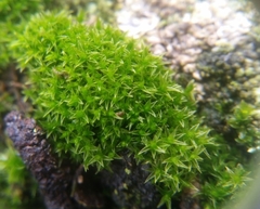 Ceratodon