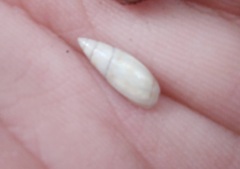 Olivella nivea