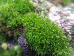 Ceratodon