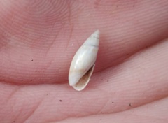 Olivella nivea