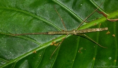 Candovia granulosa