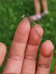 Platycnemis phyllopoda