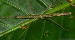 Candovia granulosa