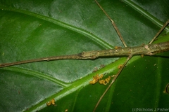 Candovia granulosa
