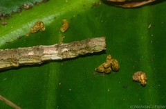 Candovia granulosa