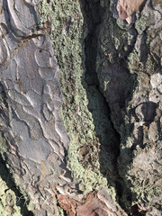 Hypocenomyce scalaris