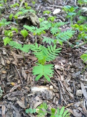 Albizia inundata