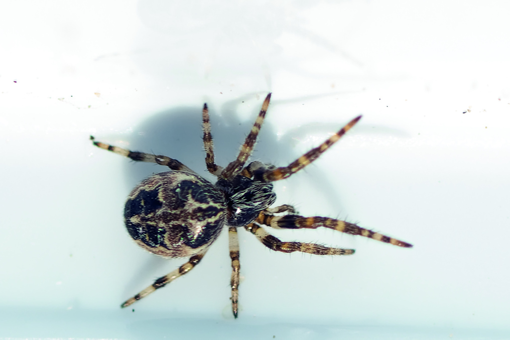 Grey Cross Spider from Cádiz, España on January 14, 2023 at 12:43 PM by ...