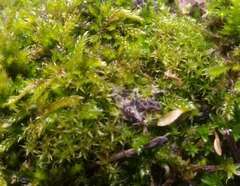 Ceratodon