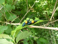 Desmocerus palliatus