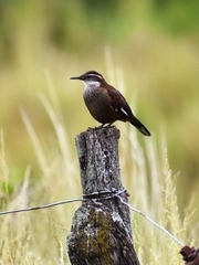 Cinclodes atacamensis