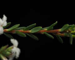 Leucopogon microphyllus