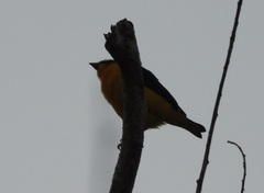 Euphonia laniirostris