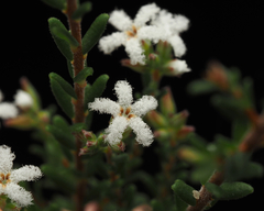 Leucopogon microphyllus