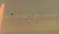 Limnometra